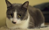 Calm Kitty