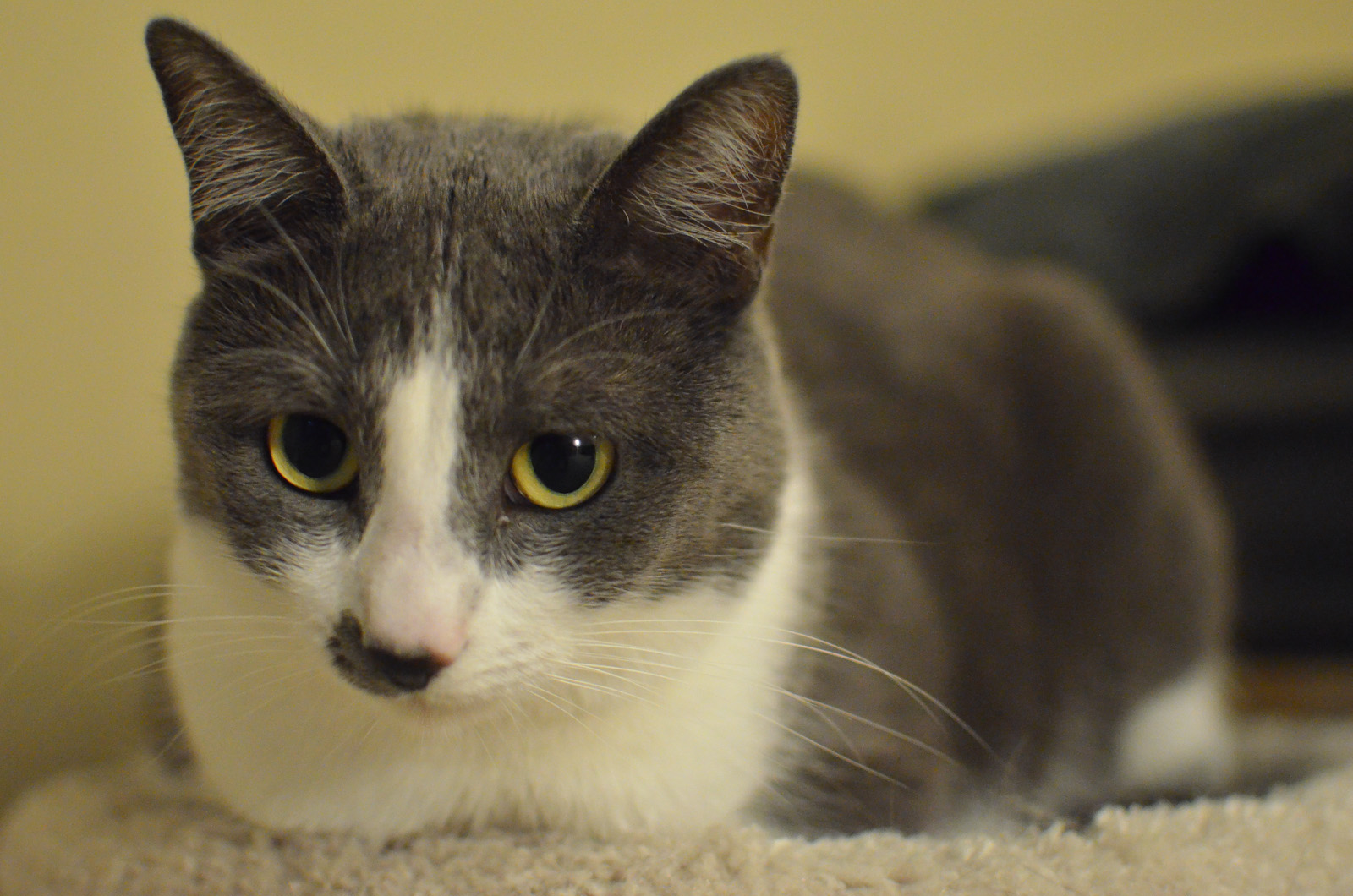 Calm Kitty