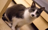 cute kitty