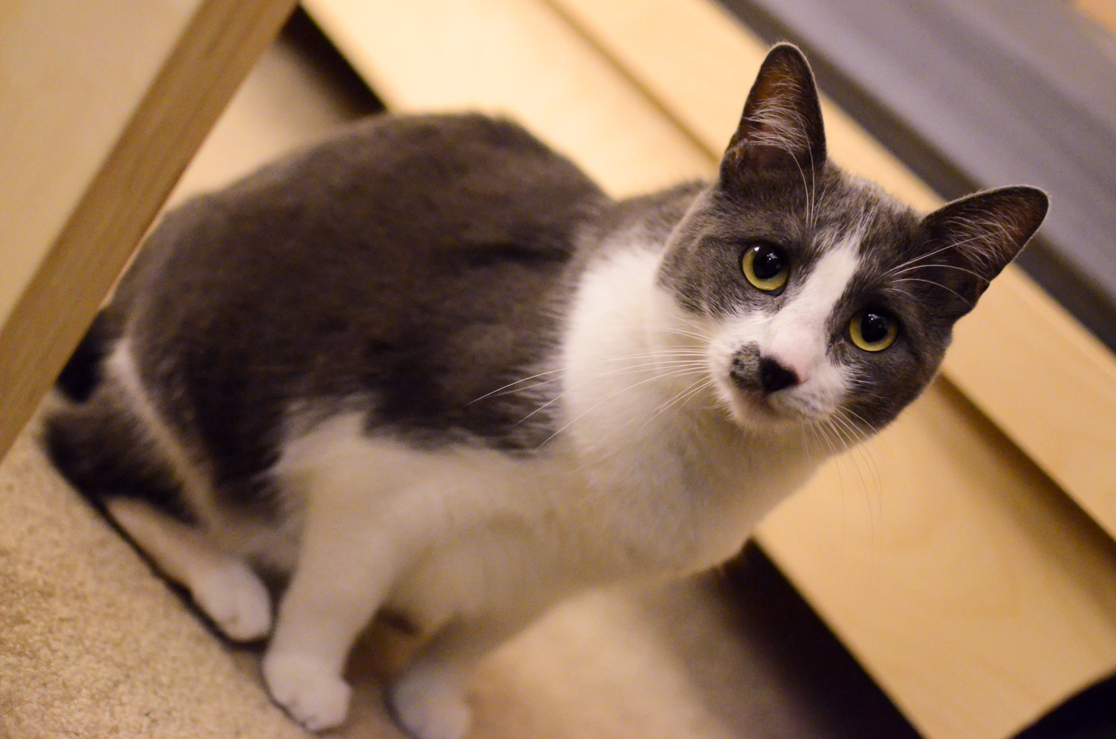 cute kitty