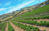 strawberry field