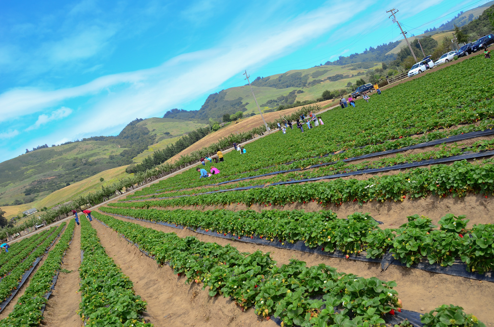 strawberry field