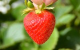 baby strawberry