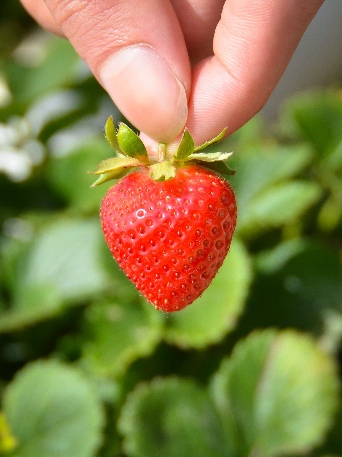 baby strawberry