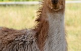 majestic llama