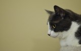 Kitty Looking Onward