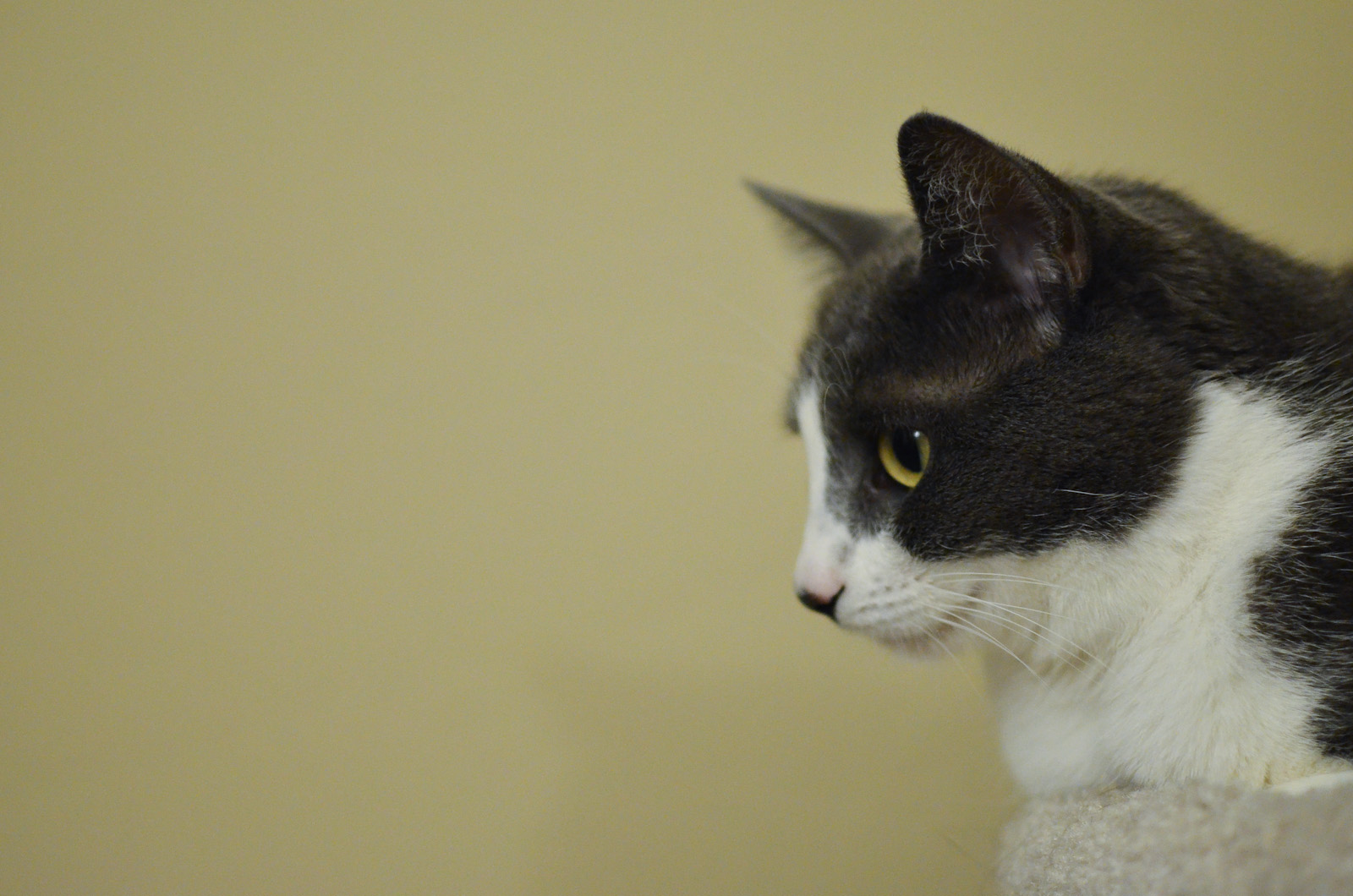 Kitty Looking Onward