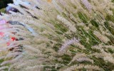 Fuzziness