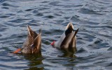 double duck butt