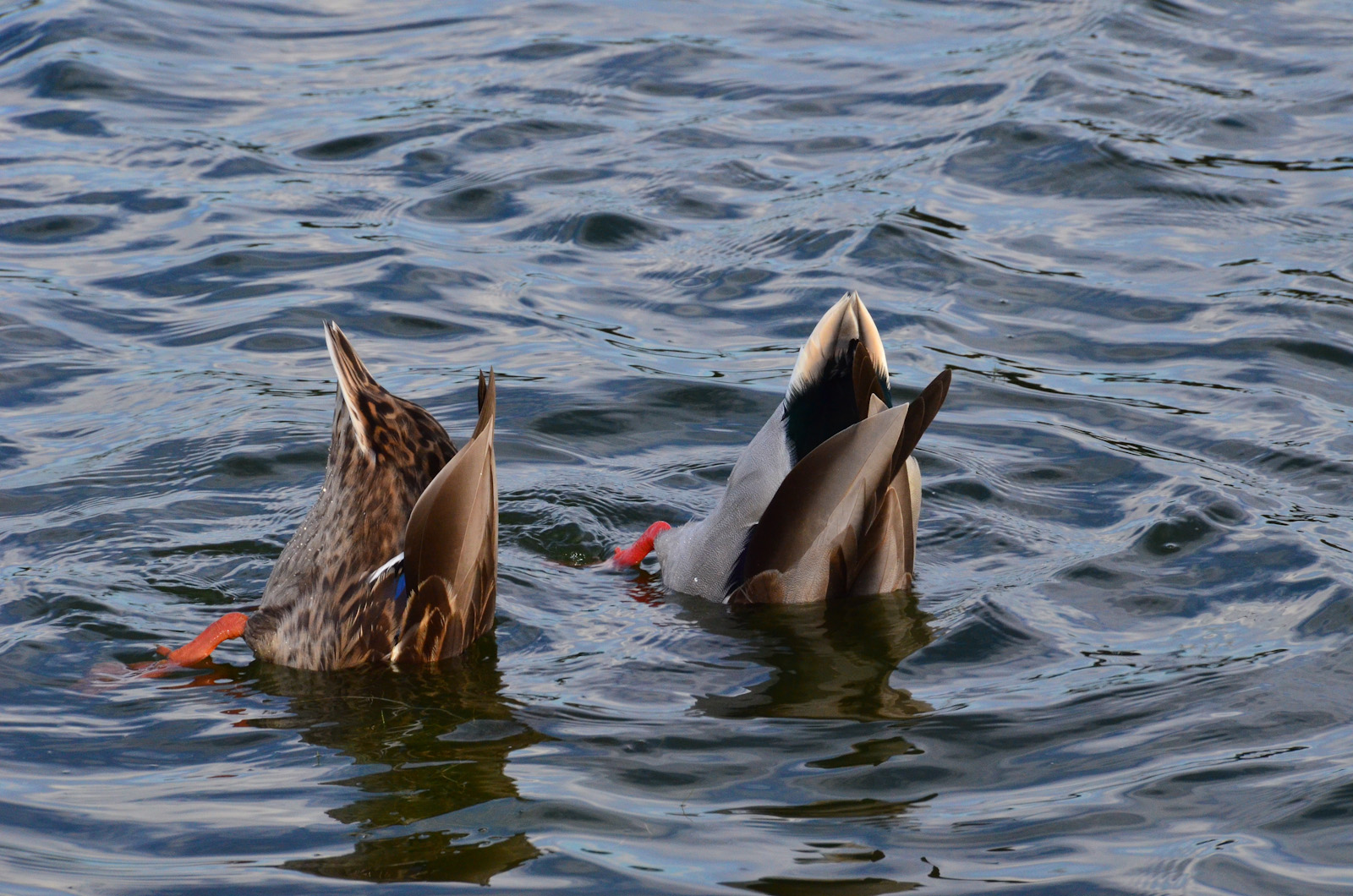 double duck butt