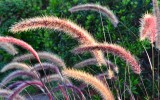 Pause in the Wind