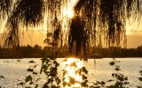 sun behind plants
