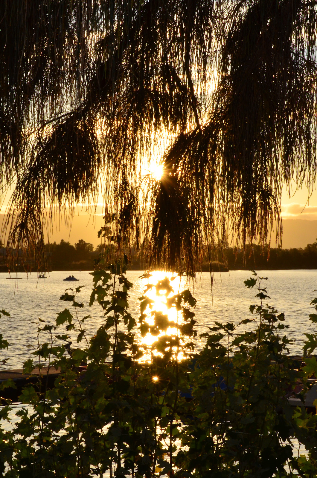 sun behind plants