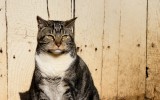 the barn cat