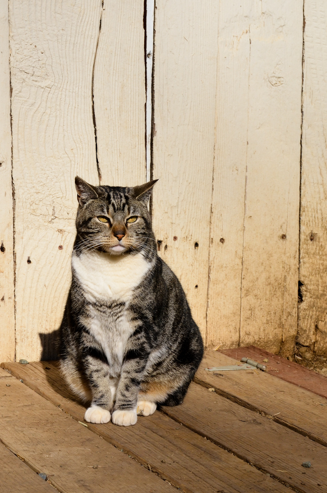 the barn cat
